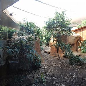 Komodo dragon exhibit 180322