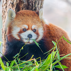 Adira the female Red Panda