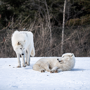 Arctic Wolves