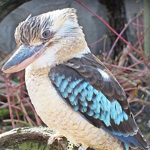 Blue-winged kookaburra