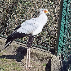 Secretary bird