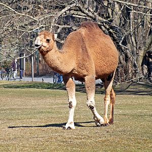 Dromedary
