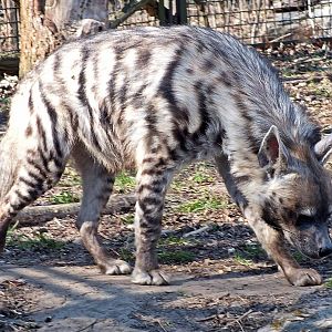 Arabian striped hyaena