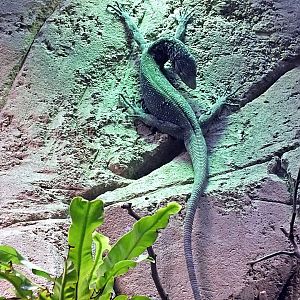 Blue-spotted monitor