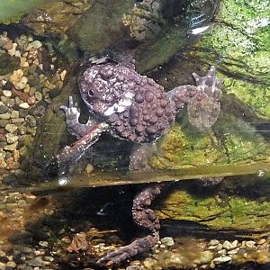 Giant fire-bellied toad