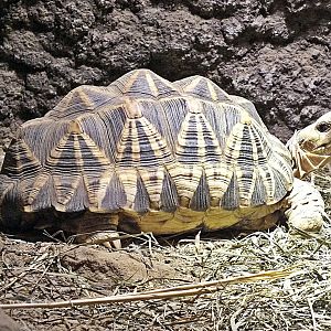 Burmese star tortoise