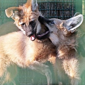 Maned wolf pups