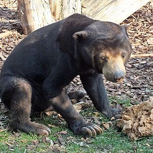 Malayan sun bear