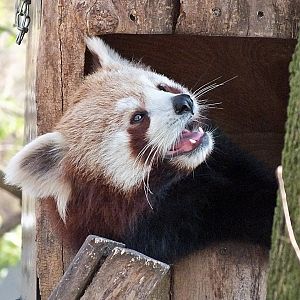 Western red panda