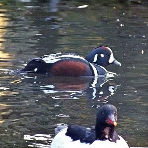 Harlequin duck
