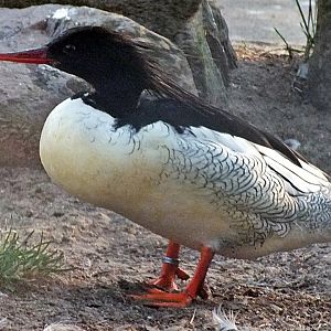 Male scaly-sided merganser