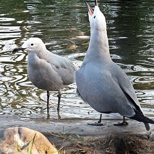 Grey gulls