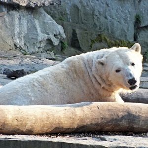 Polar bear