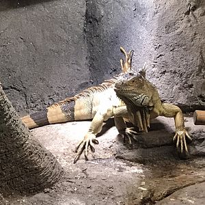 Rocky Mount Children's Museum: Green Iguana