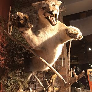 Rocky Mount Children's Museum: Cougar Taxidermy