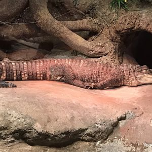 Rocky Mount Children's Museum: American Alligator
