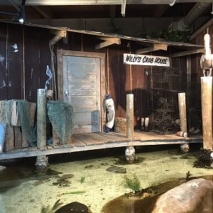 Rocky Mount Children's Museum: Tide Pool Theming