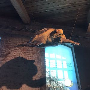 Rocky Mount Children's Museum: Sea Turtle Model