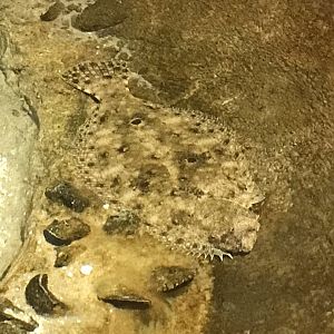 Rocky Mount Children's Museum: Southern Flounder