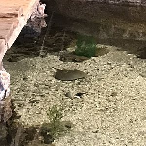 Rocky Mount Children's Museum: Horseshoe Crabs