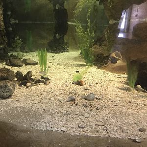 Rocky Mount Children's Museum: Tide Pool