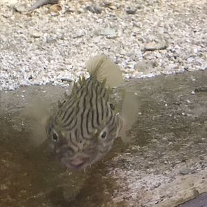 Rocky Mount Children's Museum: Striped Burrfish