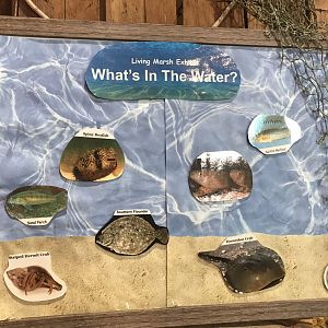 Rocky Mount Children's Museum: Tide Pool Species Sign