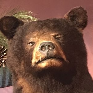 Rocky Mount Children's Museum: Derpy Black Bear