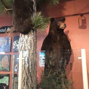 Rocky Mount Children's Museum: Black Bear Taxidermy