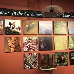 Rocky Mount Children's Museum: Carolina Coast Biodiversity