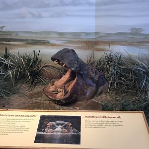 Rocky Mount Children's Museum: Hippopotamus Model