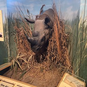 Rocky Mount Children's Museum: Rhinoceros Model