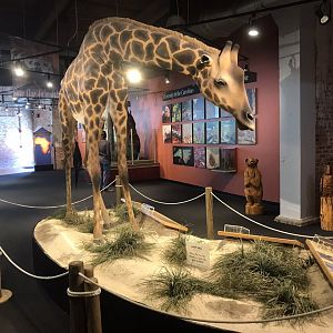 Rocky Mount Children's Museum: Giraffe Model