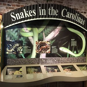 Rocky Mount Children's Museum: Model Snake Display