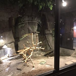 Rocky Mount Children's Museum: Green Iguana Habitat