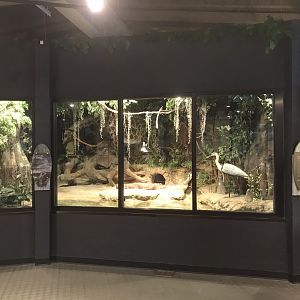 Rocky Mount Children's Museum: Alligator Habitat
