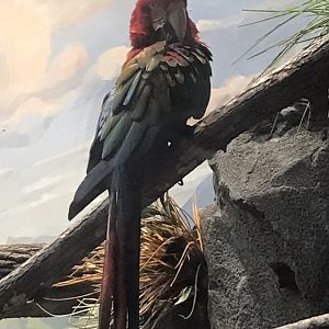 Green-winged Macaw