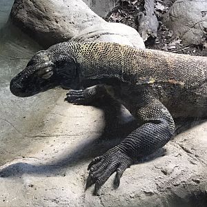Komodo Dragon