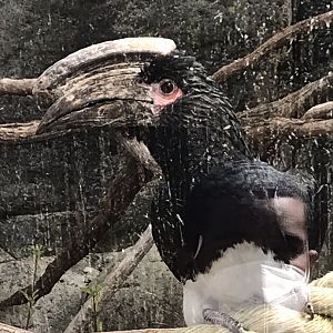 Trumpeter Hornbill