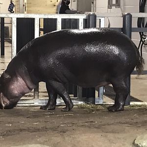 Pygmy Hippo "Ralph"