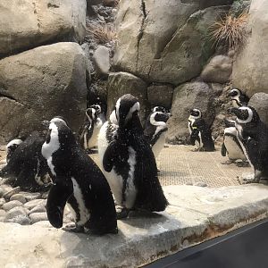 African Penguins
