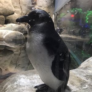 Juvenile African Penguin