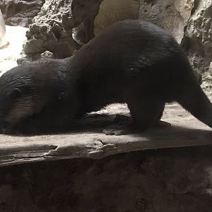 Asian Small-clawed Otter