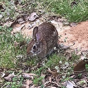 Unusually Chill Cottontail