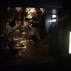 Grey Mouse Lemur Enclosure