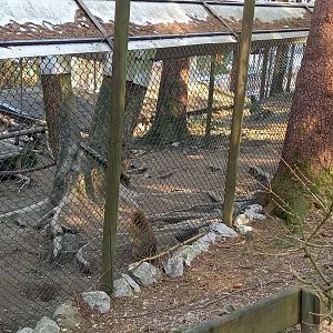 Outdoor-enclosure Barbary monkey