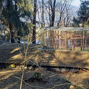 Holding-cages Barbary monkey's from above
