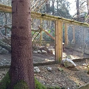 Aviary Silver pheasant - Turkey - Peacock