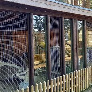 Indoor-enclosure European wildcat