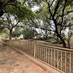 Red River Hog Exhibit (Potamochoerus porcus)